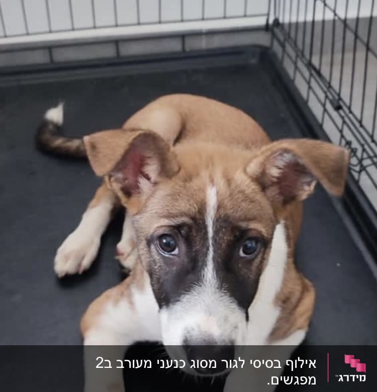 כלב יושב בכלוב אילוף על רצפה שחורה